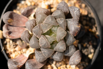 haworthia in the pot
