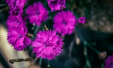  Pink Dianthus Firewitch Flowe