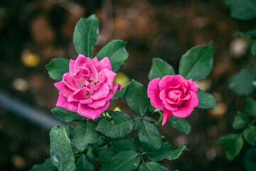 pink roses in garden