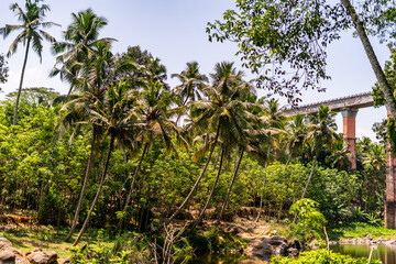 Fototapeta premium oconut plam tree plantation for organic oil products growing in Southern of tamilnadu