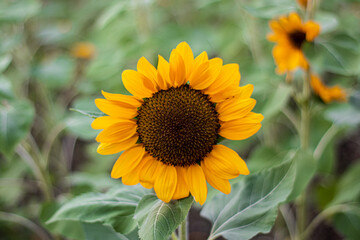 Sunflowers (Helianthus annuus) is an annual plant with a large daisy-like flower face.