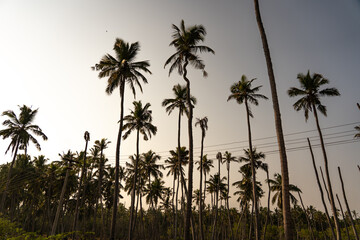 oconut plam tree plantation for organic oil products growing in Southern of tamilnadu