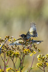 European Goldfinch (Carduelis carduelis) spotted in North County, Dublin, commonly found across Europe