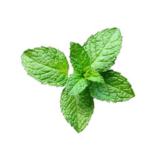 Freshly picked mint leaves
