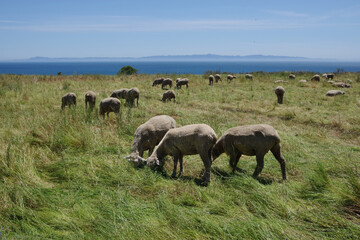 Grazing sheep with Pacific ocean and St. Cruz island view