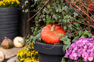 Many vibrant orange pumpkins decor in basket,fall vegetable harvest fest market.Halloween...