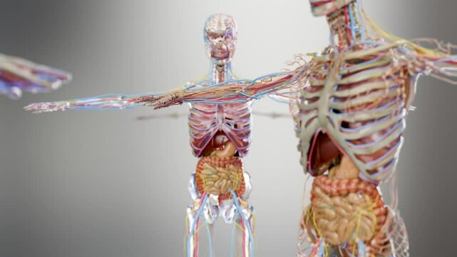 Human anatomy, internal organs and bones, respiratory and digestive and nervous venous circulatory, Gall Bladder, Gastrointestinal, intestine and stomach and esophagus, male Skeleton, liver, 3d render