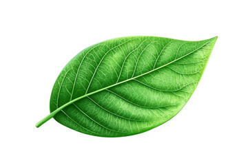 Obraz premium Close-up of a single green leaf with detailed veins, isolated on a transparent background. showcasing nature's intricate beauty and design.