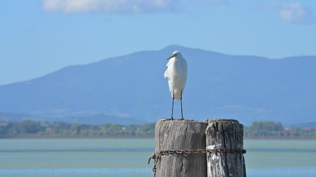 Airone Bianco Maggiore (Ardea Alba) appollaiato su un palo infisso in acqua