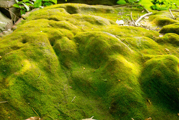 Green Moss Covered Rock, Close-up of stone covered with green moss in woodland.