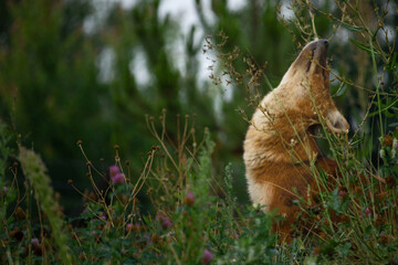 Ussuri dhole (Cuon alpinus alpinus), also known as the Indian wild dog.