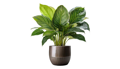 Obraz premium Modern indoor plant isolate on transparent background