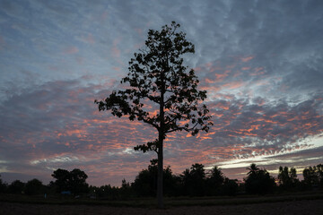 Tree is standing under cloudy sky