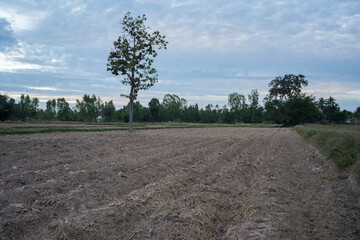 Tree is standing under cloudy sky