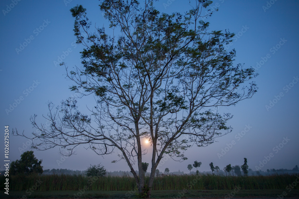 Wall mural tree of moonset under cloudy sky