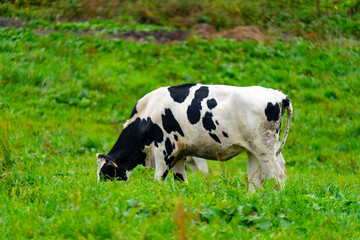 北海道　放牧中の牛の風景