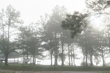 Big trees are standing in forest with foggy at rainy season in tropicana