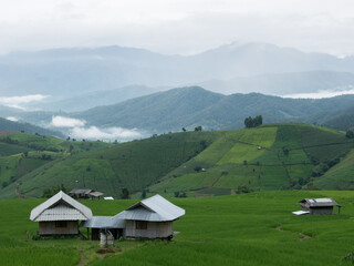 House on green rice farm with mountain