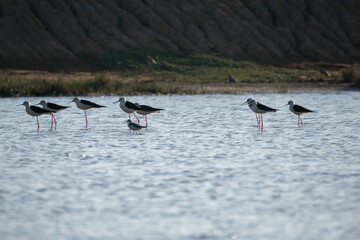 birds standing in water with mountain background