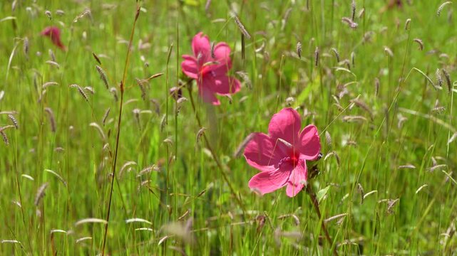 Urena rigida, Pavonia rigida flower in a field