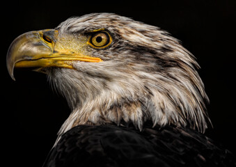 A close up of a Bald Eagle