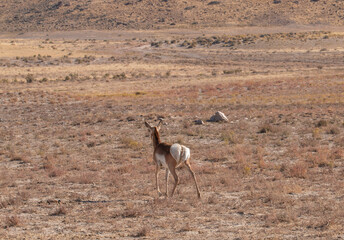Doe Pronghorn Antelope in the Utah Desert in Autumn