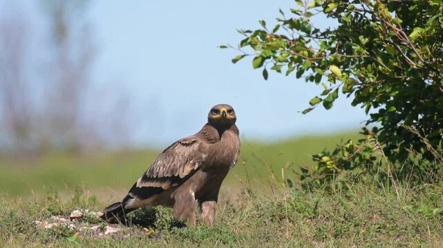 Steppe Eagle Aquila nipalensis Wildlife scene from nature.