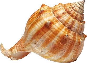 Obraz premium A large, orange seashell.