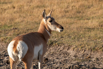 Doe Pronghorn Antelope in the Utah Desert in Autumn