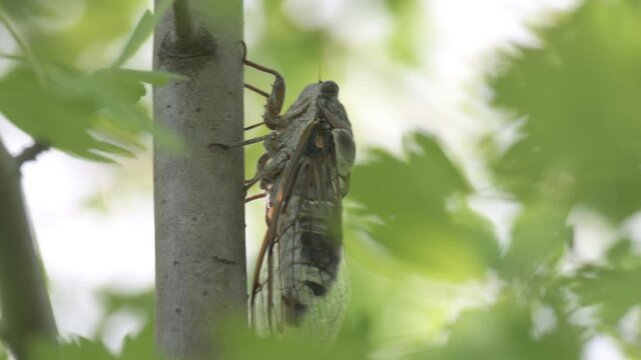 A cicada sits on tree on summer, closeup shot. Singing loudly to call the female.