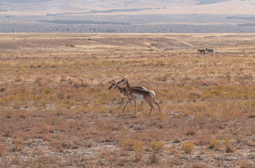 Doe Pronghorn Antelope in the Utah Desert in Autumn