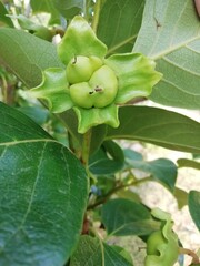 Caqui. Palosanto. Diospyros kaki. Persimon. 