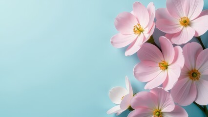 delicate pink flowers on a blue background