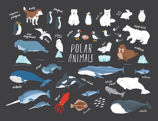 Polar animals collection, cute birds, fish and marine mammals. Arctic wild animals set. Vector illustration
