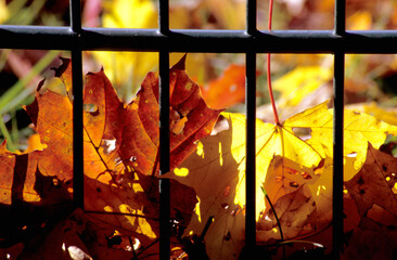 leuchtender Herbst