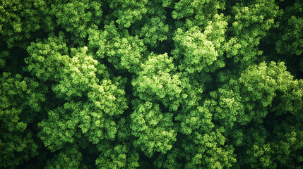 Naklejka premium stunning aerial view showcases a vibrant forest, where lush green trees create a natural tapestry. This serene landscape symbolizes growth, tranquility, and the interconnectedness of nature