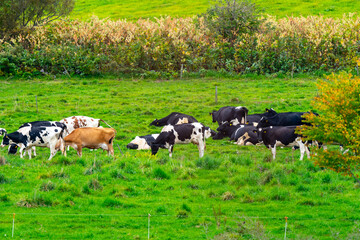 北海道　放牧中の牛の風景