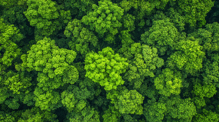 Fototapeta premium stunning aerial view showcases a vibrant forest, where lush green trees create a natural tapestry. This serene landscape symbolizes growth, tranquility, and the interconnectedness of nature