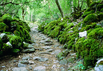 Green fairy trail in the forest near Venosc, a mountain village near Les Deux Alpes
