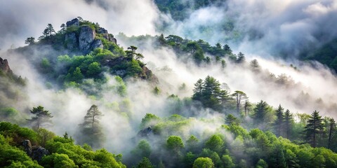 Misty forest in the Demerdzhi mountain range in the Valley of ghosts