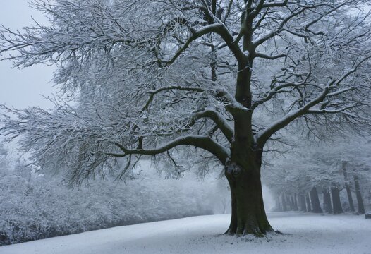 Snow covered tree, christmas winter