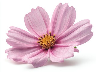 Fototapeta premium A delicate pink cosmos flower with fine details in its petals, isolated on white background