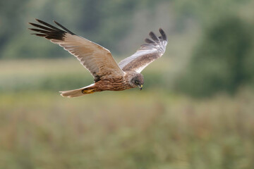 Greifvogel