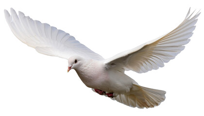 Obraz premium a flying white dove of peace on transparent background