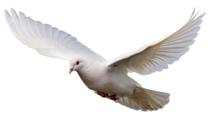 a flying white dove of peace on transparent background