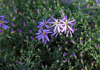 Obraz premium Closeup of Sedum-leaved Galatella blooms in dappled light, Suffolk England 