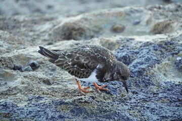 Lisboa baby seagull perching on a rock