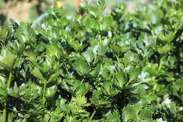 Macro image of Celeriac leaves, Suffolk England
