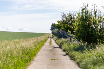 Panoramic view on a dirt road in September with corn, rapeseed, sugar beet and few trees