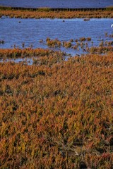 Norddeich ,East Frisia, Germany.  Salt marshes. Nature protected area